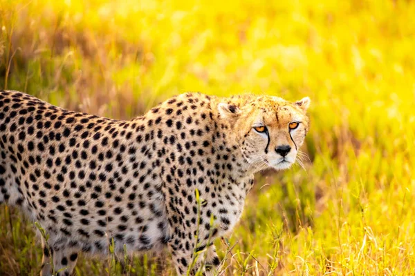 在肯尼亚泰塔山的草原上的猎豹 美丽的大猫在开放的荒野中日出 野生动植物的狩猎之旅 游戏驾驶 — 图库照片