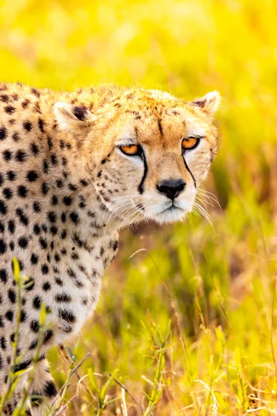 Гепард Саванне Холмов Таита Кении Африка Красивая Большая Кошка Восходе — стоковое фото