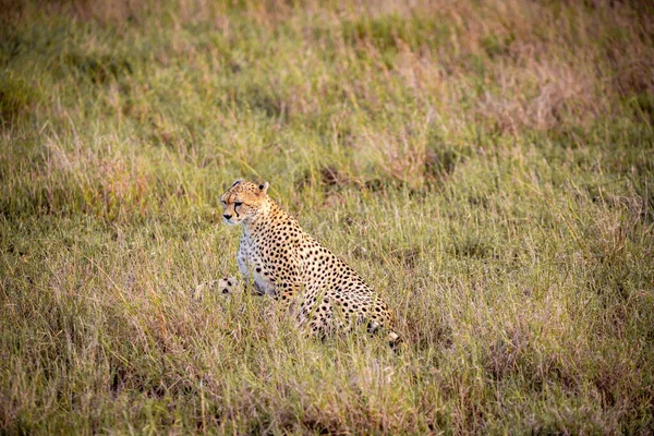 在肯尼亚泰塔山的草原上的猎豹 美丽的大猫在开放的荒野中日出 野生动植物的狩猎之旅 游戏驾驶 — 图库照片