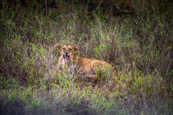 Χαριτωμένα Λιονταράκια Σαφάρι Στη Στέπα Της Αφρικής Παίζουν Και Ξεκουράζονται — Φωτογραφία Αρχείου