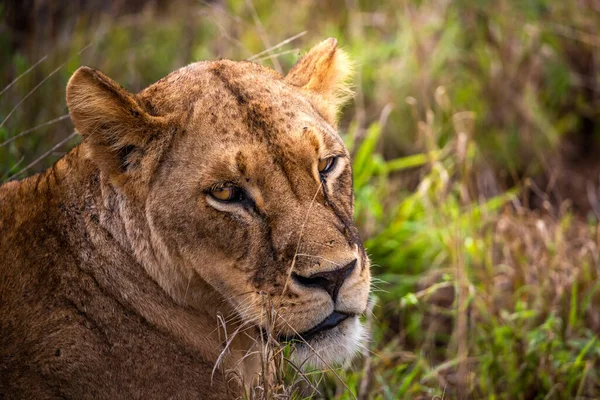 Rodzina Lwów Ich Młode Fotografowane Kenii Afryka Safari Przez Sawannę — Zdjęcie stockowe