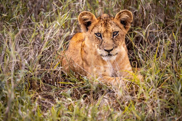 アフリカの遊びと休息のステップでサファリにかわいいライオンの赤ちゃん サバンナの大きな猫 ケニアの野生動物界 小さな赤ちゃんや子供の野生写真 — ストック写真