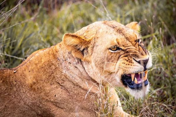 Familj Lejon Med Sina Ungar Fotograferade Kenya Afrika Safari Genom — Stockfoto