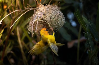 The weaver birds (Ploceidae) from Africa, also known as Widah finches building a nest. A braided masterpiece of a bird. Spread Wings Frozen clipart