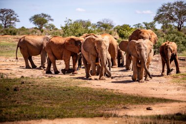 Afrika fili, bir fil sürüsü Kenya bozkırındaki bir sonraki su birikintisine gider. Güzel hayvanlar safaride çekilmiş. Afrika 'nın büyük açıklarındaki bir su birikintisine.