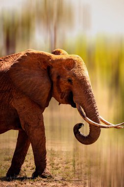 Kenya Afrika 'daki filler. Kenya 'daki fil sürüsünden hayvanlar. Su aramak için savanada dolaşıyorlar. Çocukları ve anne hayvanları olan fil bebek.