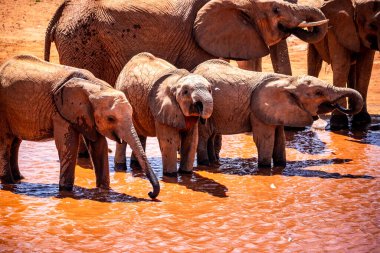 Afrika fili, bir fil sürüsü Kenya bozkırındaki bir sonraki su birikintisine gider. Güzel hayvanlar safaride çekilmiş. Afrika 'nın büyük açıklarındaki bir su birikintisine.