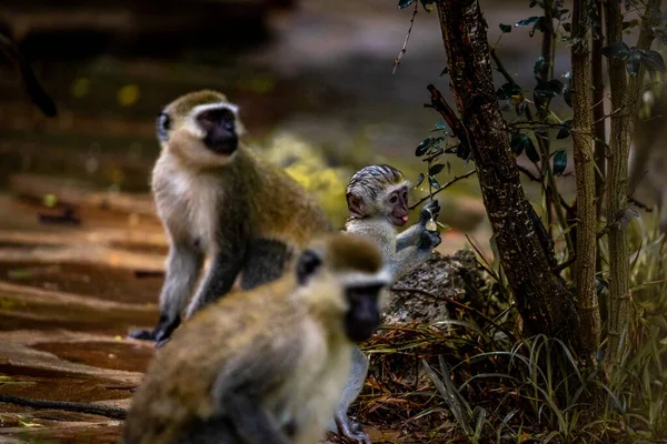 Банда Мавп Кенії Африки Мавпи Беруть Себе Готель Будинок Сафарі — стокове фото