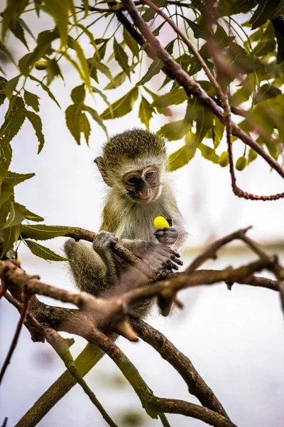 Kenya Afrika Maymun Çetesi Maymunlar Safari Pansiyonu Nda Bir Oteli — Stok fotoğraf