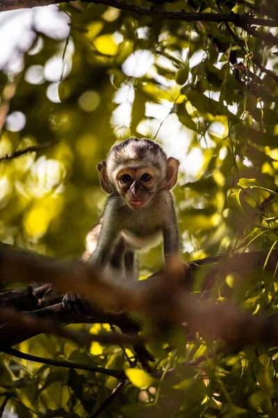 Egy Csapat Majom Kenyában Afrikában Majmok Elfoglalnak Egy Hotelt Safari — Stock Fotó