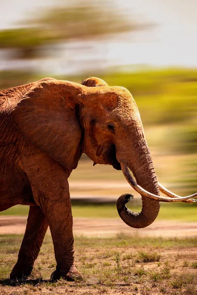 Elefantes Quénia África Animais Uma Manada Elefantes Quénia Eles Vagueiam — Fotografia de Stock