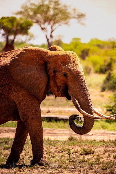 Elefantes Kenia África Animales Una Manada Elefantes Kenia Recorren Sabana —  Fotos de Stock