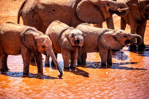 Słoń Afrykański Stado Słoni Przenosi Się Następnej Wodopoju Sawannie Kenii — Zdjęcie stockowe
