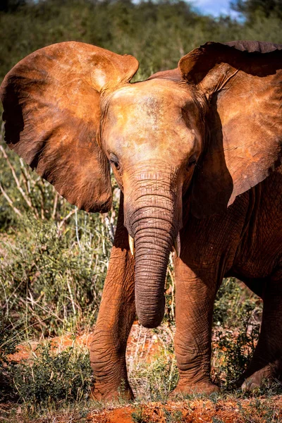 非洲肯尼亚的大象 肯尼亚一群大象的动物 他们在大草原上漫游寻找水源 有孩子的大象宝宝和动物妈妈 — 图库照片