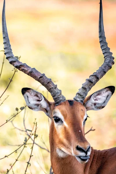 Gazela Antílope Quénia África Bons Animais Safári Através Das Savanas — Fotografia de Stock
