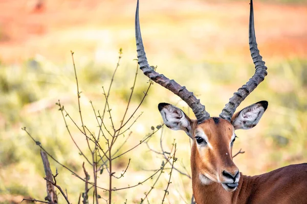 Γκαζέλ Αντιλόπη Στην Κένυα Στην Αφρική Όμορφα Ζώα Σαφάρι Μέσα — Φωτογραφία Αρχείου