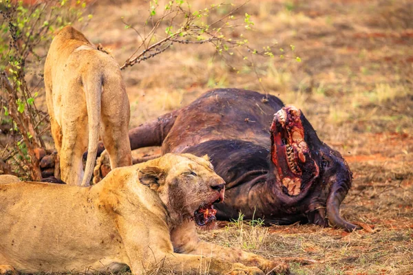 Λιοντάρι Σκοτώνει Βουβάλια Στην Κένυα Στην Αφρική Ένα Πρωινό Ενός — Φωτογραφία Αρχείου