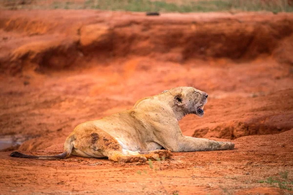 ライオンはアフリカのケニアで水牛を殺す 血に染まったライオンの朝食 Tsavo国立公園のサファリからの素晴らしい写真 — ストック写真