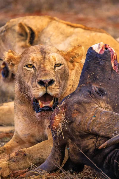 Aslan Kenya Afrika Bufalo Öldürür Kana Susamış Bir Aslanın Kahvaltısı — Stok fotoğraf