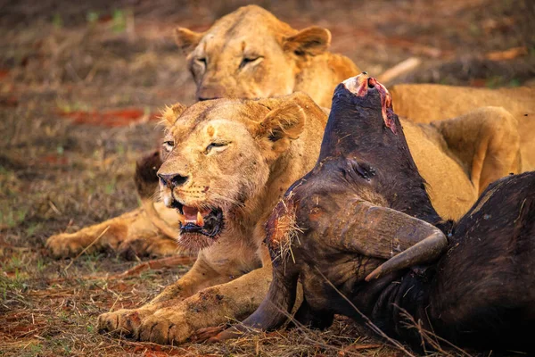 Лев Вбиває Буйволів Кенії Африці Сніданок Лева Сидить Кровожерливості Чудові — стокове фото
