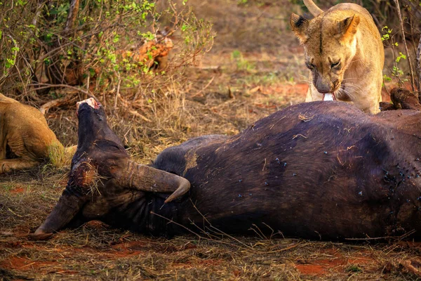Lejonet Dödar Vattenbuffel Kenya Afrika Frukost Med Ett Lejon Som — Stockfoto