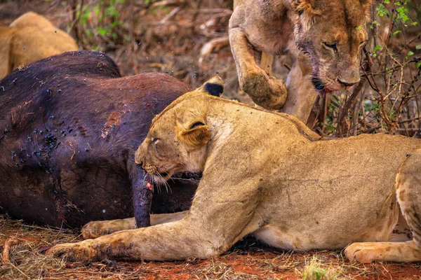 Lev Zabíjí Vodní Buvoly Keni Africe Snídaně Lvem Krčícím Krvežíznivosti — Stock fotografie