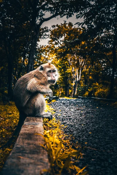Macaco Bali Que Come Bananas Caminho Floresta Macaco Ubud Caminho — Fotografia de Stock