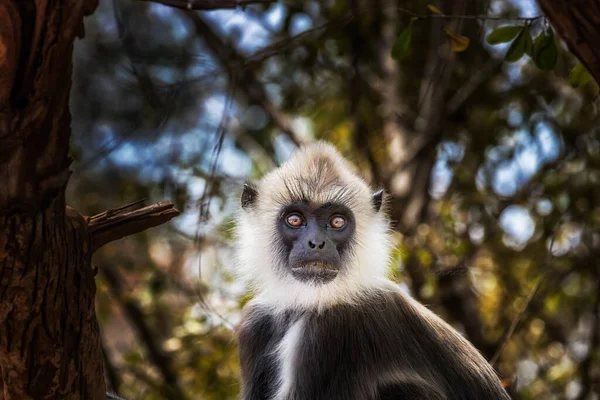 Állatok Yala Nemzeti Parkban Sri Lanka Szigetén Gyönyörű Kép — Stock Fotó