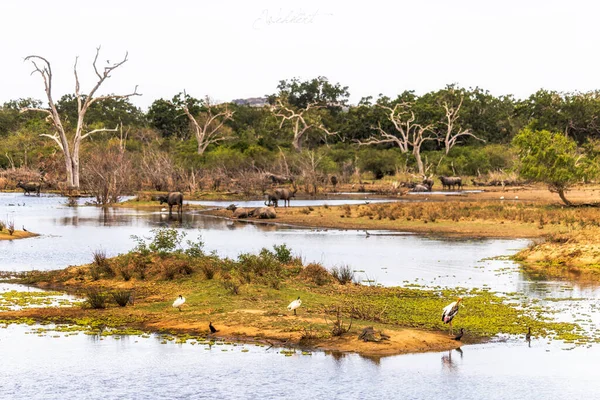 Animais Parque Nacional Yala Ilha Sri Lanka Bela Imagem — Fotografia de Stock
