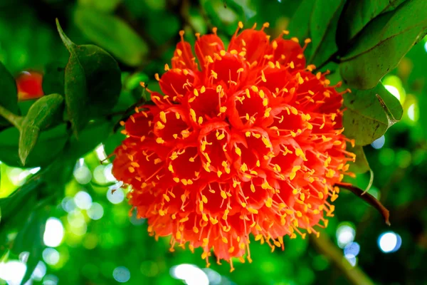 Φθινόπωρο Στο Πάρκο Βοτανικό Κήπο Στο Sri Lanka Στραβά Δέντρα — Φωτογραφία Αρχείου