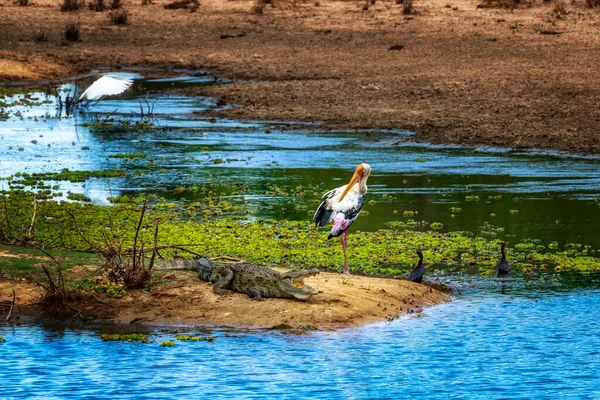 Állatok Yala Nemzeti Parkban Sri Lanka Szigetén Gyönyörű Kép — Stock Fotó