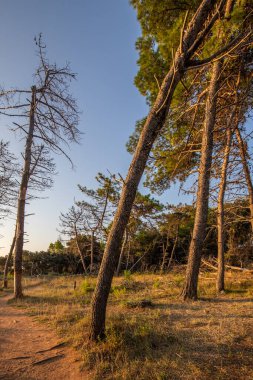 Sahilde çam ormanı olan deniz manzarası. Vir Adası, Zadar, Dalmaçya, Hırvatistan ve Adriyatik Denizi 'ndeki bir manzaranın doğuşunda sabah havası