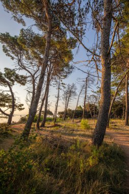 Sahilde çam ormanı olan deniz manzarası. Vir Adası, Zadar, Dalmaçya, Hırvatistan ve Adriyatik Denizi 'ndeki bir manzaranın doğuşunda sabah havası