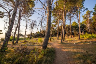 Sahilde çam ormanı olan deniz manzarası. Vir Adası, Zadar, Dalmaçya, Hırvatistan ve Adriyatik Denizi 'ndeki bir manzaranın doğuşunda sabah havası