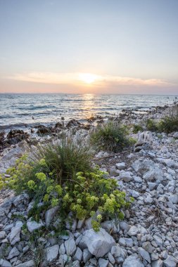 Kayalık bir sahilde, deniz feneri ve çam ormanıyla güzel bir gün batımı. Akdeniz, Vir, Dalmazien, Hırvatistan ve Adriyatik 'teki sahil şeridine bakın.