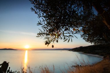 Zeytin ağaçlarıyla dolu bir tepeden gün batımına ve denize bak. Ouranoupoli, Selanik, Orta Makedonya ve Yunanistan sahillerindeki Akdeniz manzarasının akşam havası