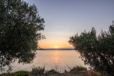 Zeytin ağaçlarıyla dolu bir tepeden gün batımına ve denize bak. Ouranoupoli, Selanik, Orta Makedonya ve Yunanistan sahillerindeki Akdeniz manzarasının akşam havası