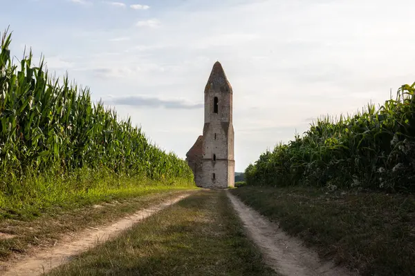 Eski Katolik kilisesi, mısır tarlasının ortasındaki harabeler. Günbatımında manzara çekimi Pusztatorony Hager, Somogyvmos Balaton, Macaristan