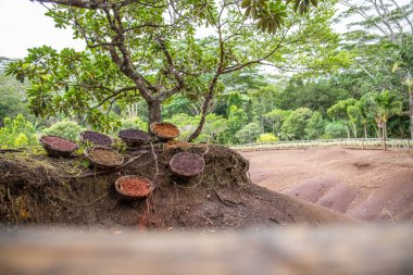 Dünyaca ünlü bir yer, parkın ortasında doğal bir mucize. Gün batımında yağmur altında manzara. Yedi Renkli Dünya, Kara Nehir Vadisi Ulusal Parkı, Mauritius