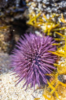 Purple, pink, sea urchins on a sandy beach with lava rocks. Discovered between rocks on an island in the Indian Ocean, beach out of the blue, Trou d'Eau Douce, Mauritius, Africa clipart