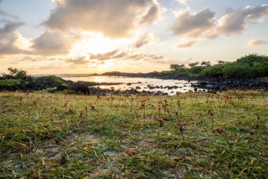 Hint Okyanusu 'ndaki bir adada manzara çekimi. Sahildeki bu yeşil çayır, ufukta gün doğumuyla Mauritius, Trou d 'Eau Douce' deki lav kayaları arasında uzanır.