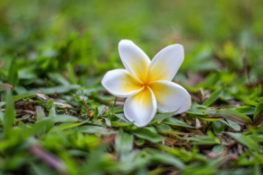 Bali 'de Sanur' da tropik çiçekler yakalandı.