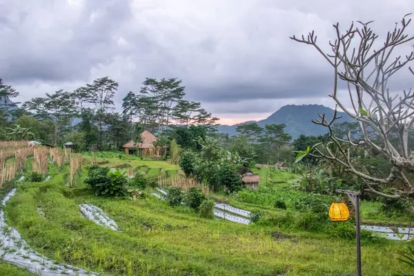 Bali 'nin Gne tarafı, orijinal Bali' de Gne pirinç terasları. Pirinç ekimi tropikal doğayla çevrilidir. Siedemen, Karangasem, Bali, Endonezya 'da manzara çekimi