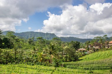 Bali 'nin Gne tarafı, orijinal Bali' de Gne pirinç terasları. Pirinç ekimi tropikal doğayla çevrilidir. Siedemen, Karangasem, Bali, Endonezya 'da manzara çekimi