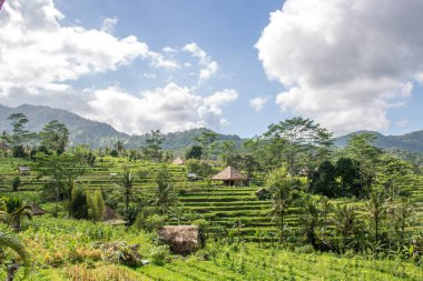 Bali 'nin Gne tarafı, orijinal Bali' de Gne pirinç terasları. Pirinç ekimi tropikal doğayla çevrilidir. Siedemen, Karangasem, Bali, Endonezya 'da manzara çekimi
