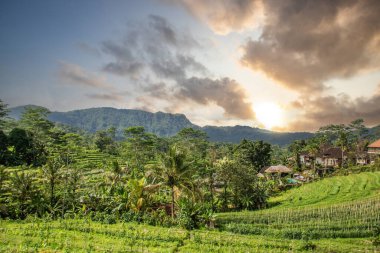 Bali 'nin Gne tarafı, orijinal Bali' de Gne pirinç terasları. Pirinç ekimi tropikal doğayla çevrilidir. Siedemen, Karangasem, Bali, Endonezya 'da manzara çekimi
