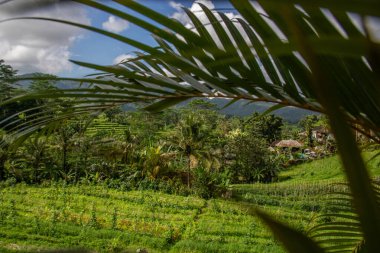 Bali 'nin Gne tarafı, orijinal Bali' de Gne pirinç terasları. Pirinç ekimi tropikal doğayla çevrilidir. Siedemen, Karangasem, Bali, Endonezya 'da manzara çekimi