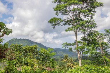 Bali 'nin Gne tarafı, orijinal Bali' de Gne pirinç terasları. Pirinç ekimi tropikal doğayla çevrilidir. Siedemen, Karangasem, Bali, Endonezya 'da manzara çekimi