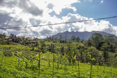 Bali 'nin Gne tarafı, orijinal Bali' de Gne pirinç terasları. Pirinç ekimi tropikal doğayla çevrilidir. Siedemen, Karangasem, Bali, Endonezya 'da manzara çekimi