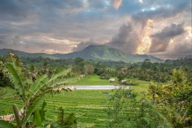 Bali 'nin Gne tarafı, orijinal Bali' de Gne pirinç terasları. Pirinç ekimi tropikal doğayla çevrilidir. Siedemen, Karangasem, Bali, Endonezya 'da manzara çekimi